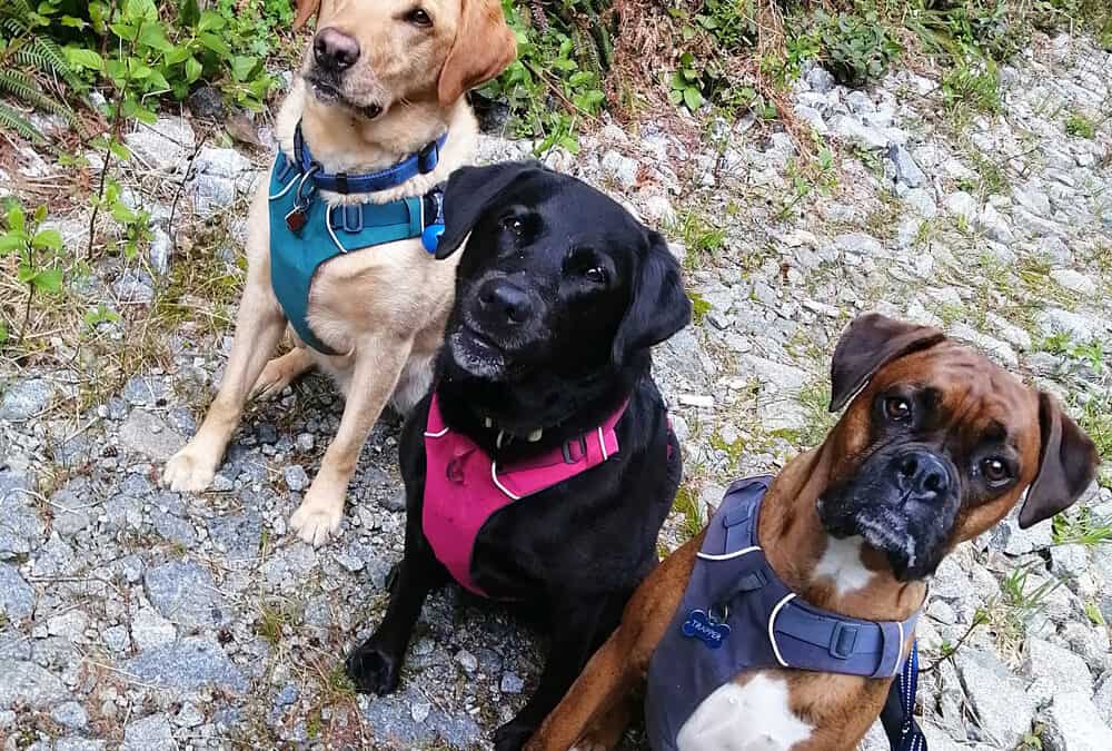 Three dogs on a Happy Tails Urban Adventures buddy hikes in North Vancouver and West Vancouver