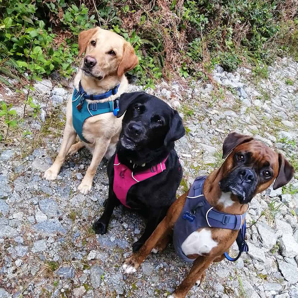 Three dogs on a Happy Tails Urban Adventures buddy hikes in North Vancouver and West Vancouver