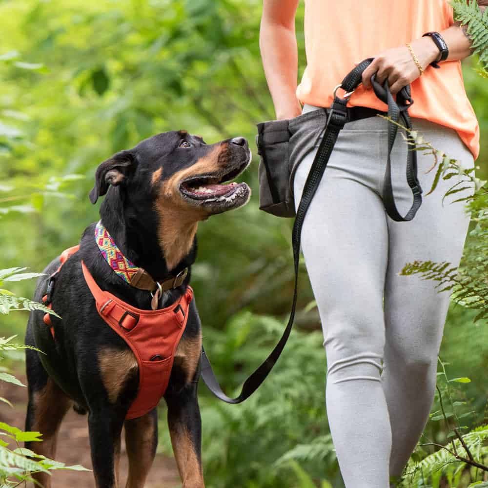 Happy Tails Urban Adventures taking a dog on a walk in the woods of North Vancouver and West Vancouver