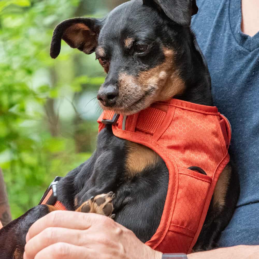 Dog cuddling a Happy Tails Urban Adventures dog walker in North Vancouver and West Vancouver