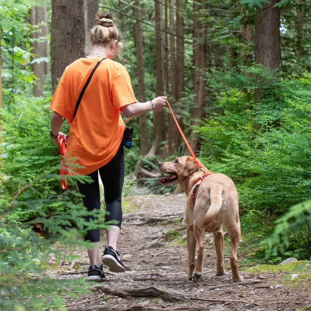 Large dog hiking in the woods with a Happy Tails Urban Adventures dog walker in North Vancouver and West Vancouver