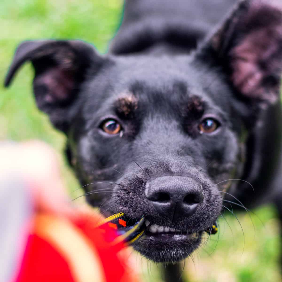 Labrador dog playing with a tug ball