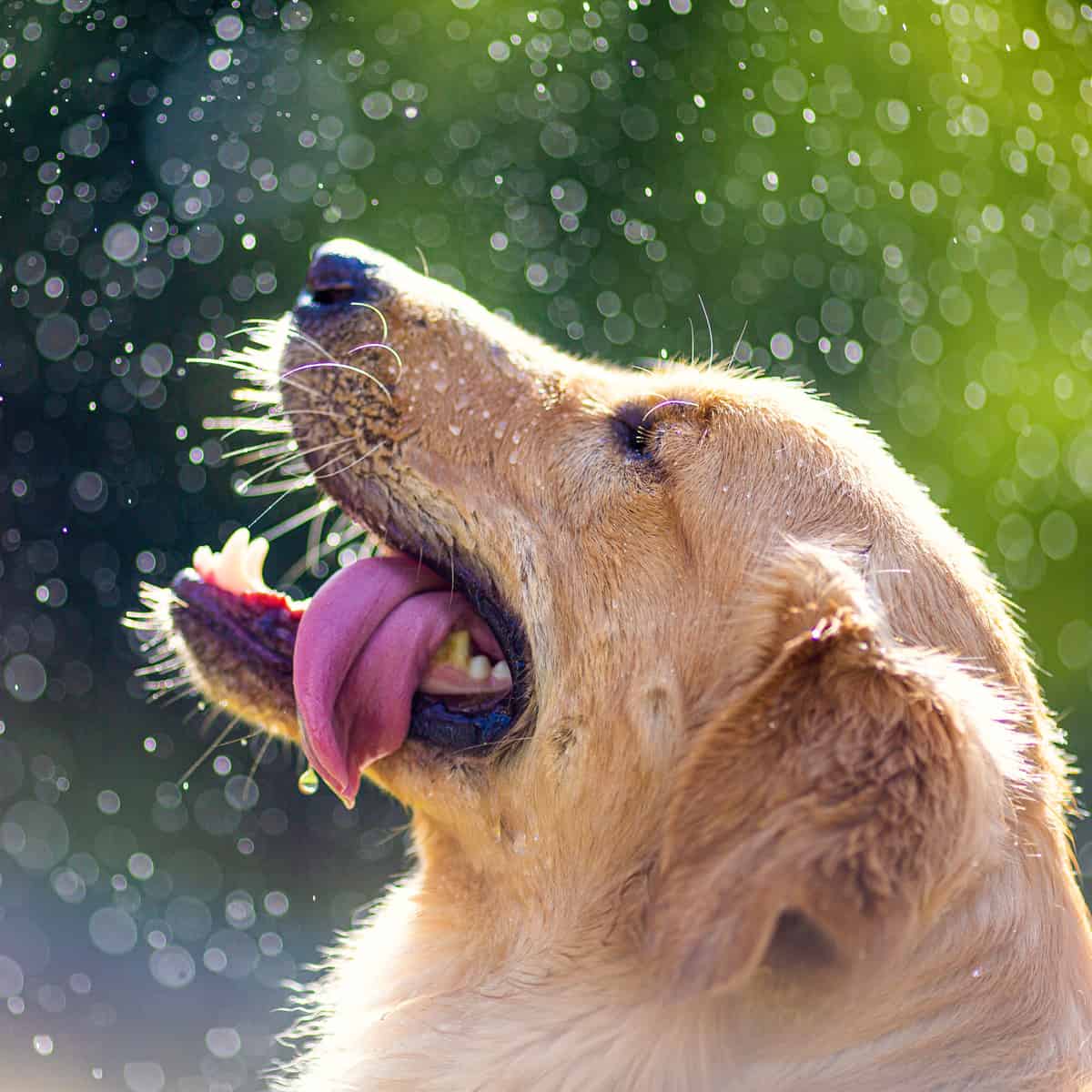 Dog playing in the water