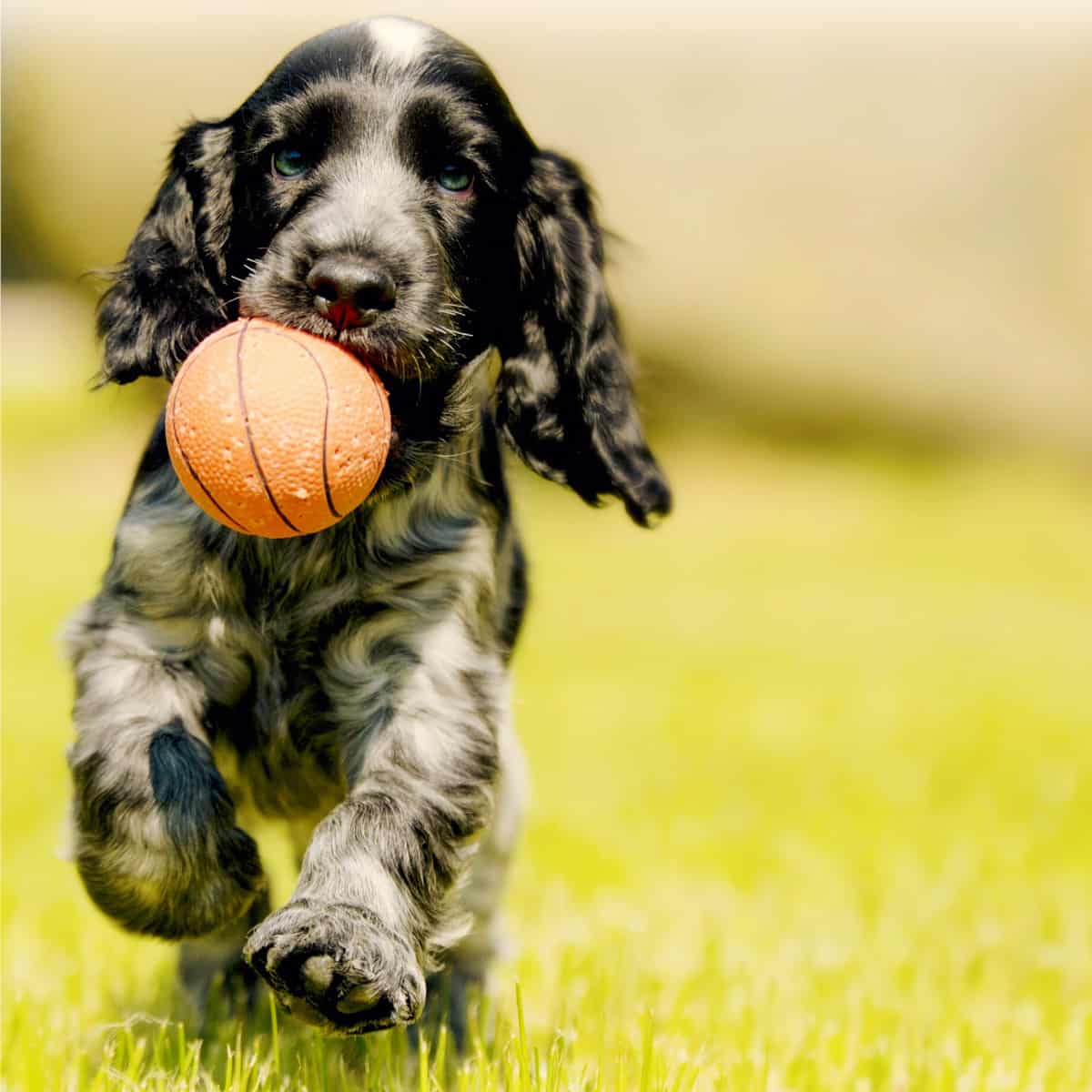 Dog running in the grass with ball in mouth