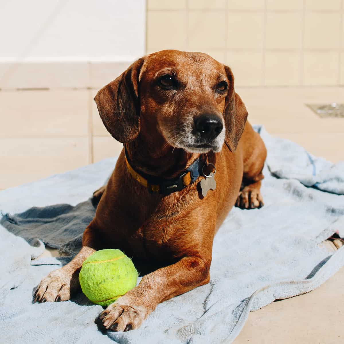 Small dog playing with a tennis ball